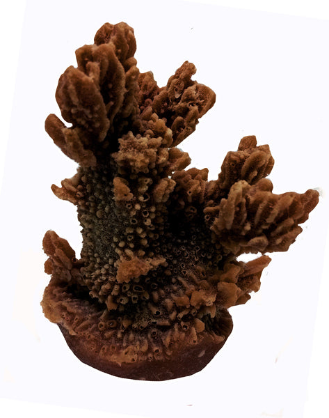 Hydnophora Exesa - Velvet Horn Coral #04101