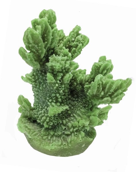 Hydnophora Exesa - Velvet Horn Coral #04101