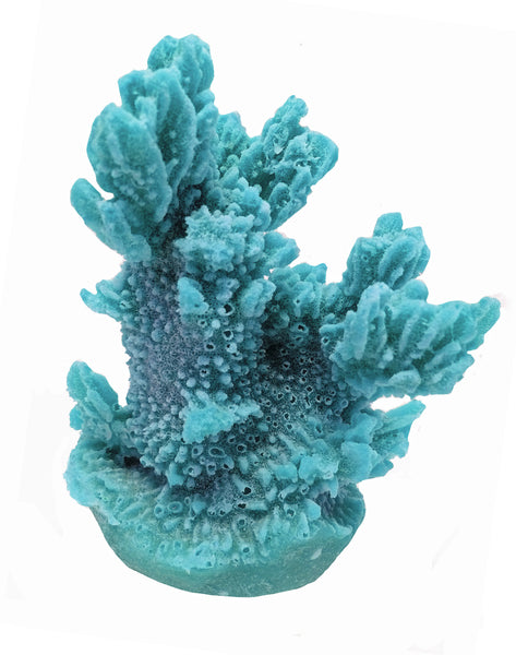 Hydnophora Exesa - Velvet Horn Coral #04101