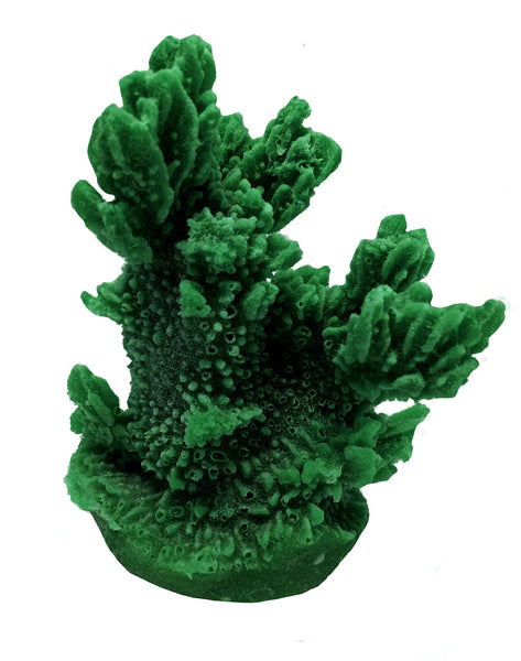 Hydnophora Exesa - Velvet Horn Coral #04101