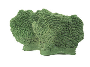 Agaricia Tenuifolia - Thin leaf Lettuce Coral #06102