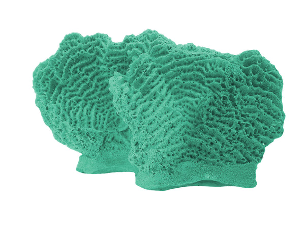 Agaricia Tenuifolia - Thin leaf Lettuce Coral #06102