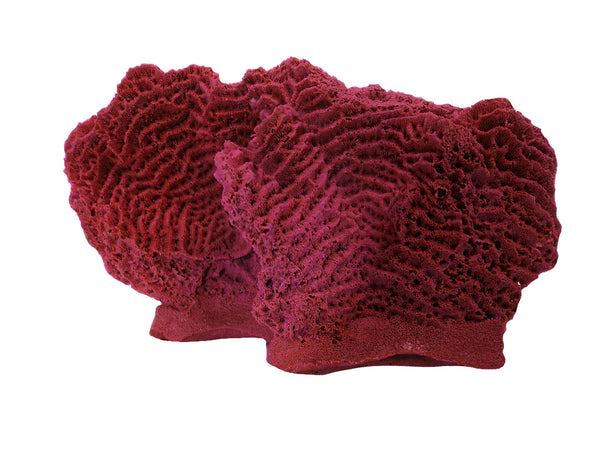 Agaricia Tenuifolia - Thin leaf Lettuce Coral #06102
