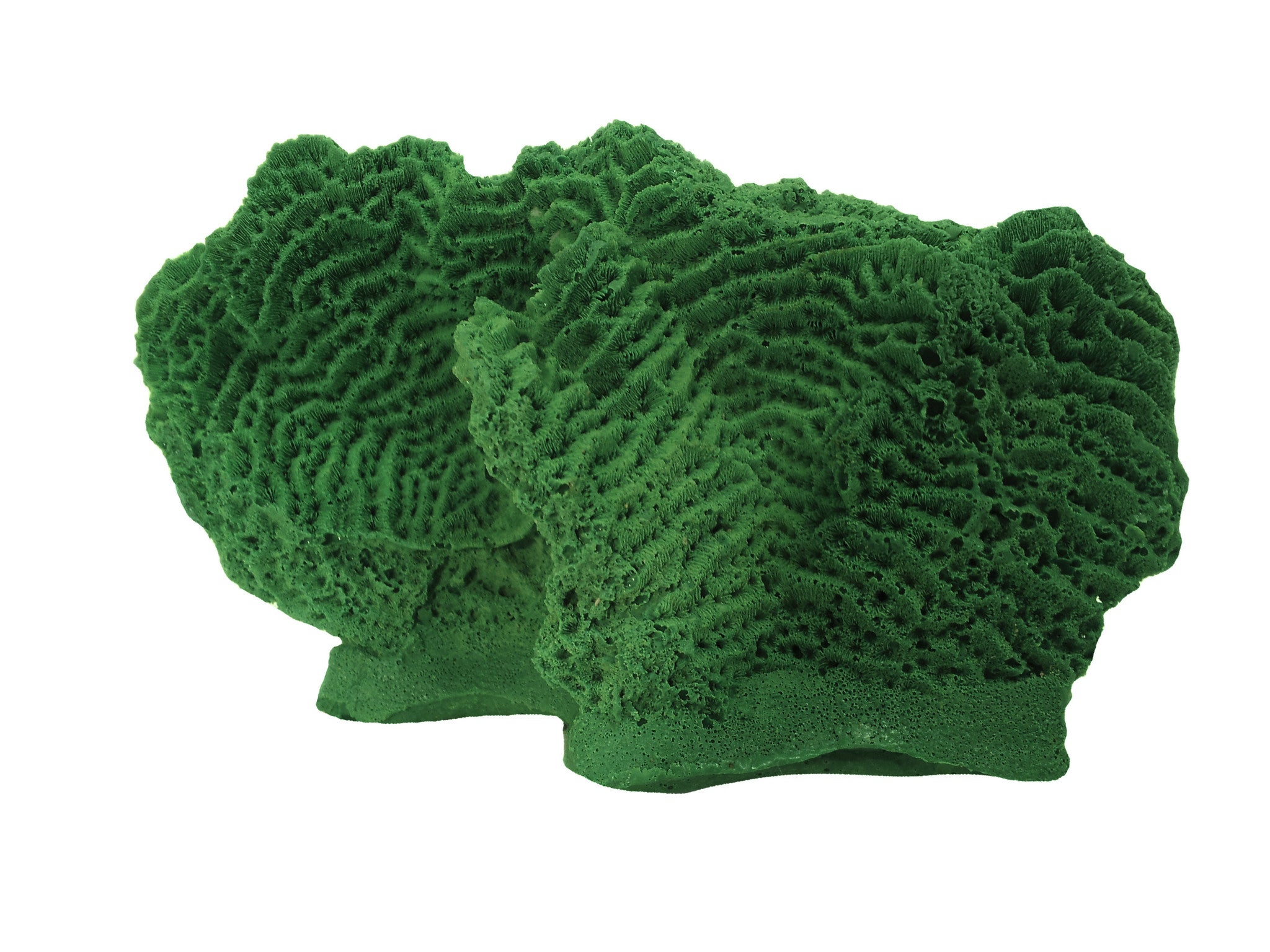 Agaricia Tenuifolia - Thin leaf Lettuce Coral #06102