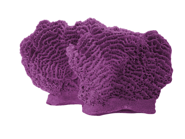 Agaricia Tenuifolia - Thin leaf Lettuce Coral #06102