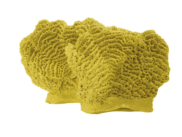 Agaricia Tenuifolia - Thin leaf Lettuce Coral #06102