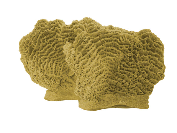 Agaricia Tenuifolia - Thin leaf Lettuce Coral #06102