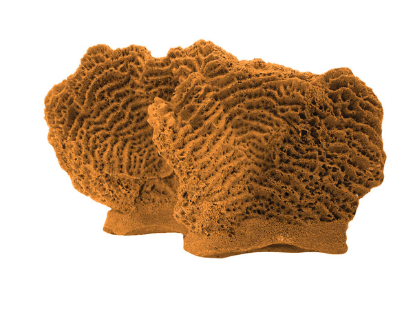 Agaricia Tenuifolia - Thin leaf Lettuce Coral #06102