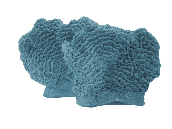 Agaricia Tenuifolia - Thin leaf Lettuce Coral #06102