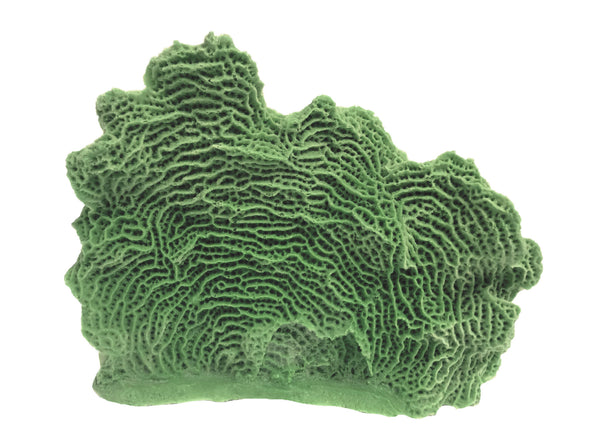 Agaricia Tenuifolia - Thin Leaf Lettuce Coral #06103