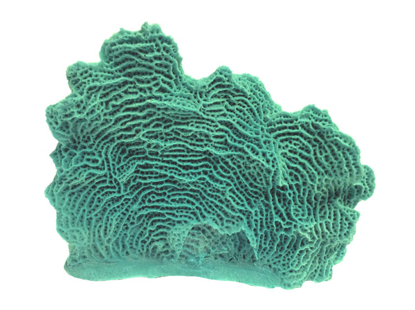 Agaricia Tenuifolia - Thin Leaf Lettuce Coral #06103