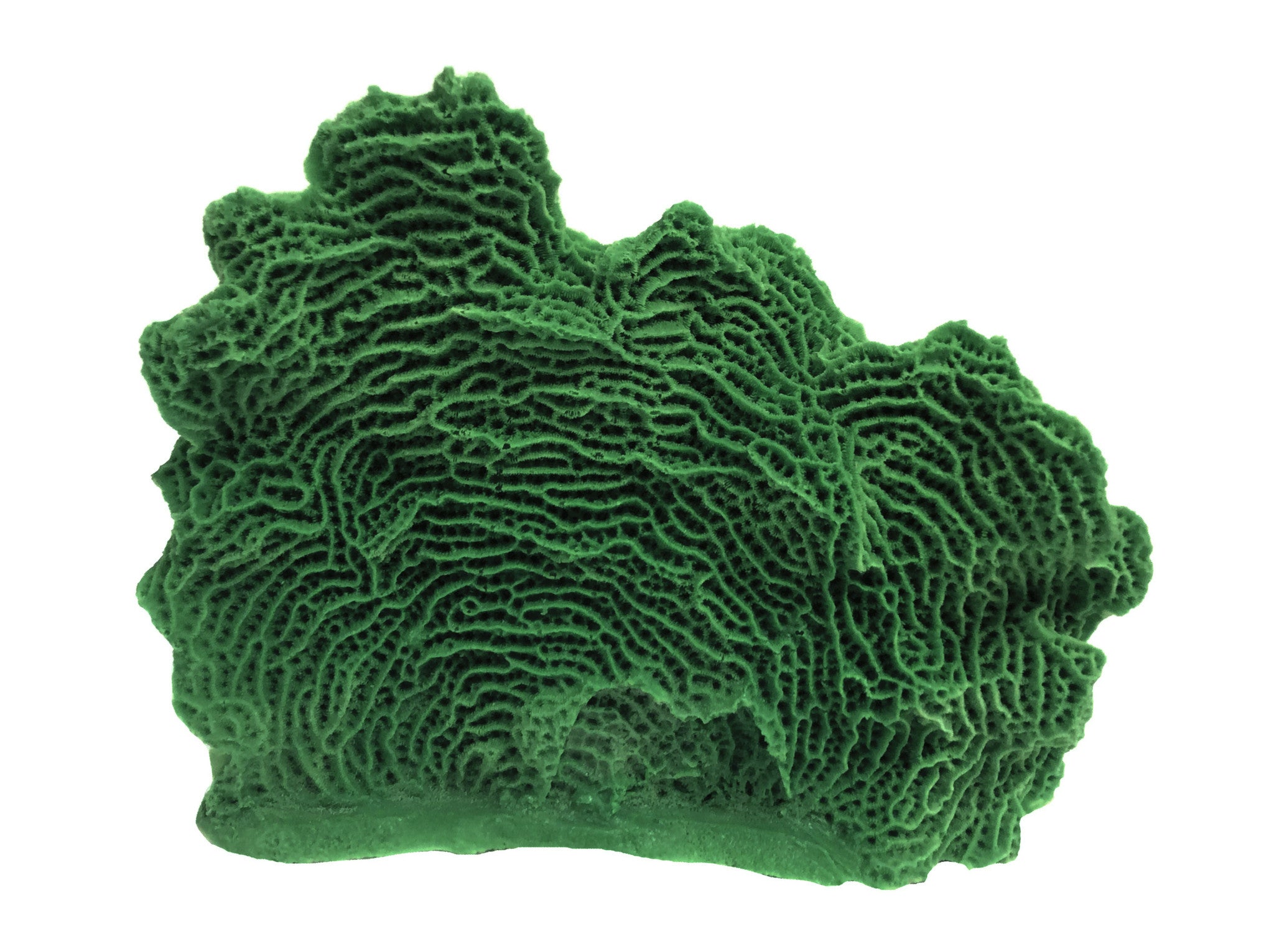Agaricia Tenuifolia - Thin Leaf Lettuce Coral #06103