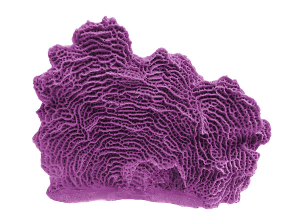Agaricia Tenuifolia - Thin Leaf Lettuce Coral #06103