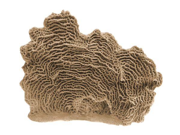 Agaricia Tenuifolia - Thin Leaf Lettuce Coral #06103