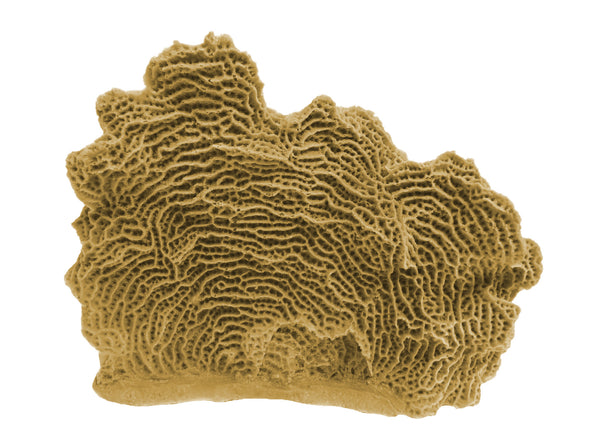 Agaricia Tenuifolia - Thin Leaf Lettuce Coral #06103