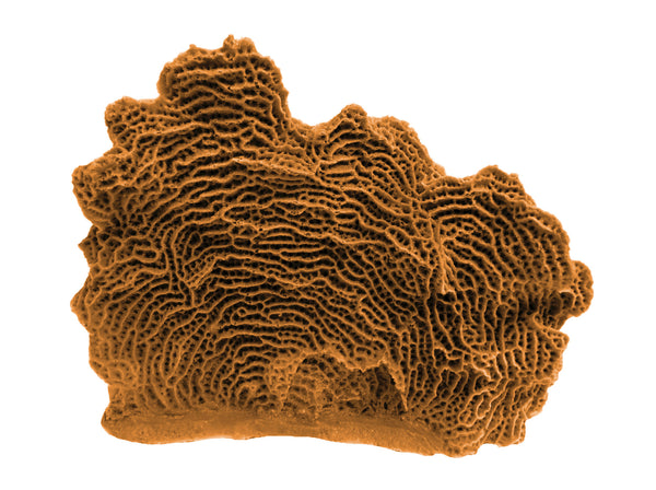 Agaricia Tenuifolia - Thin Leaf Lettuce Coral #06103