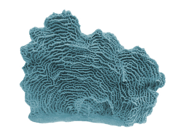 Agaricia Tenuifolia - Thin Leaf Lettuce Coral #06103