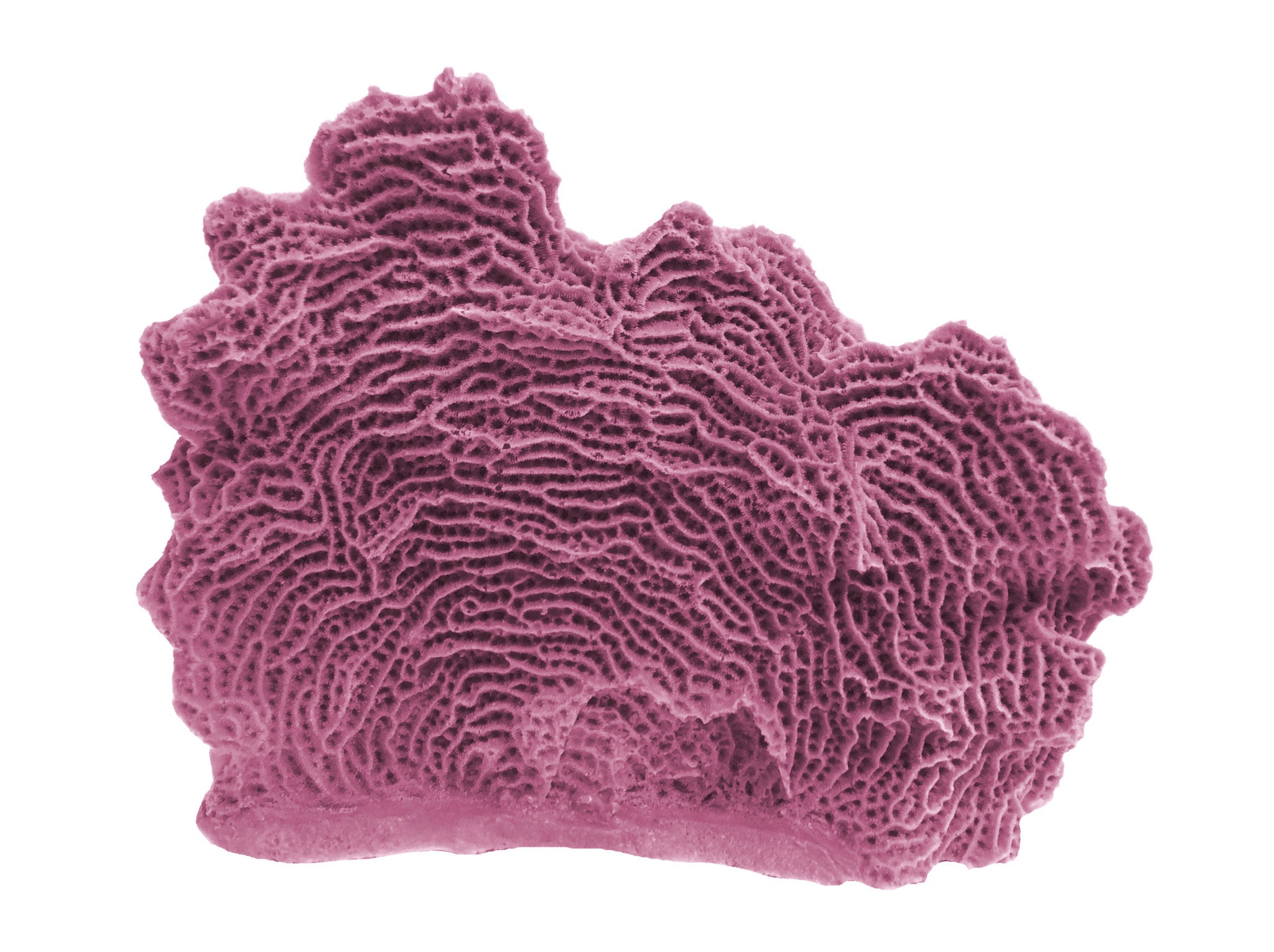 Agaricia Tenuifolia - Thin Leaf Lettuce Coral #06103