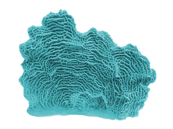 Agaricia Tenuifolia - Thin Leaf Lettuce Coral #06103