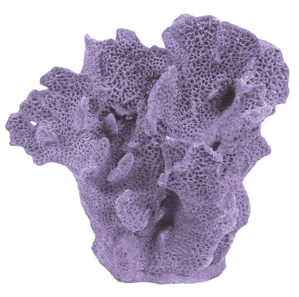 Agaricia Tenuifolia - Thin Leaf Lettuce Coral #06201