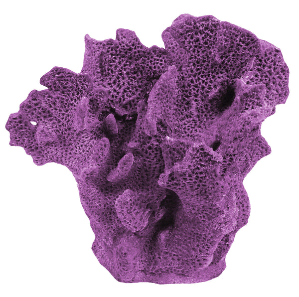 Agaricia Tenuifolia - Thin Leaf Lettuce Coral #06201