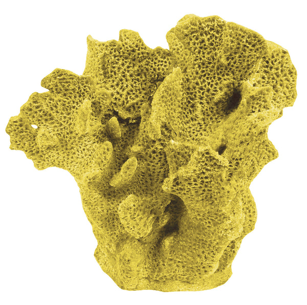 Agaricia Tenuifolia - Thin Leaf Lettuce Coral #06201