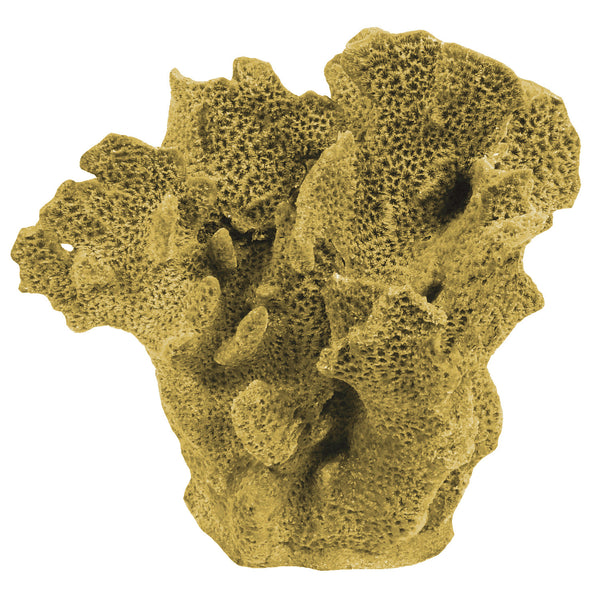 Agaricia Tenuifolia - Thin Leaf Lettuce Coral #06201