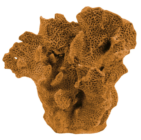 Agaricia Tenuifolia - Thin Leaf Lettuce Coral #06201