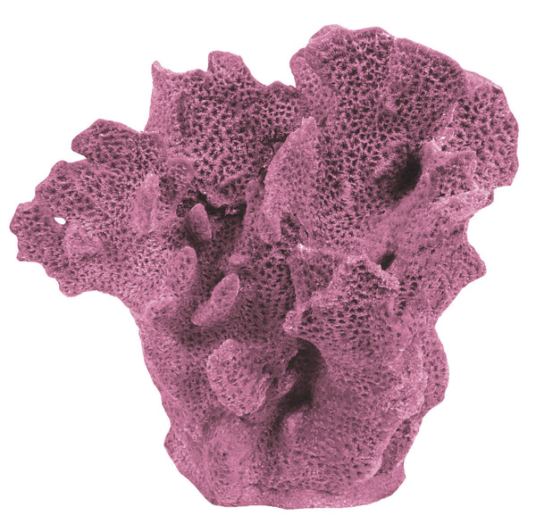 Agaricia Tenuifolia - Thin Leaf Lettuce Coral #06201