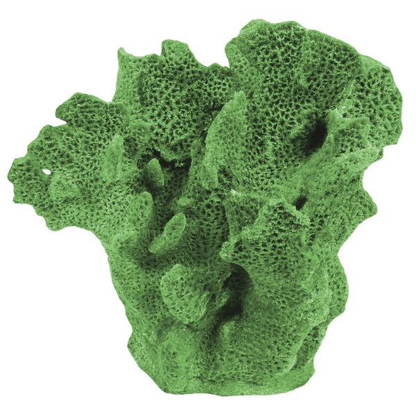 Agaricia Tenuifolia - Thin Leaf Lettuce Coral #06201