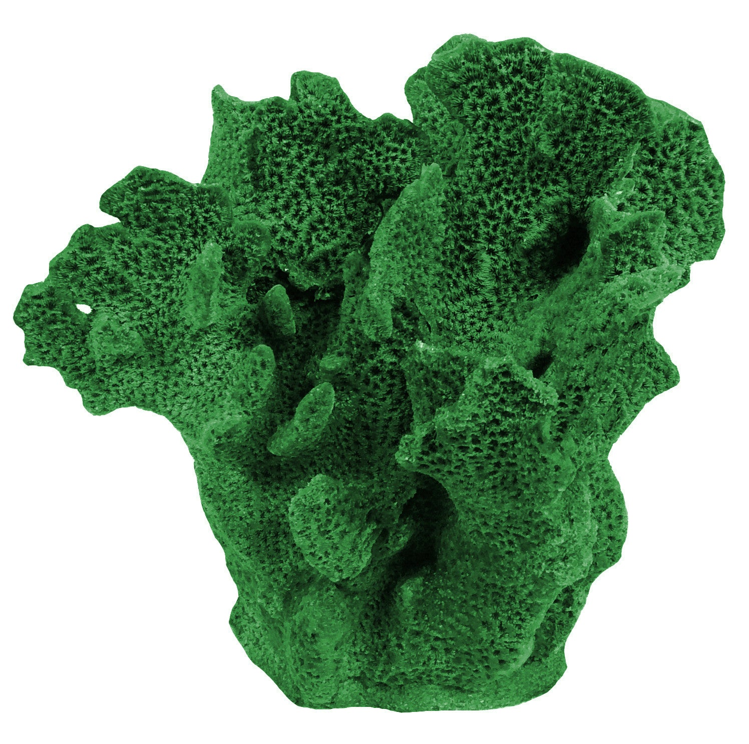 Agaricia Tenuifolia - Thin Leaf Lettuce Coral #06201