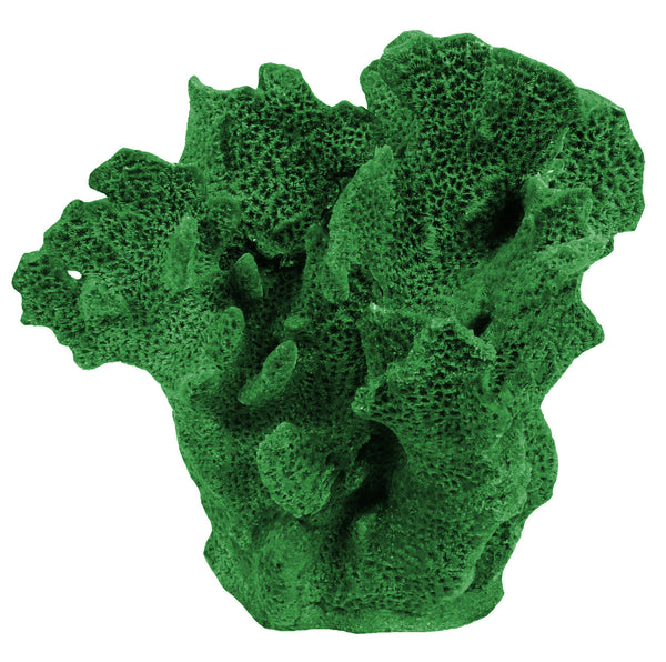 Agaricia Tenuifolia - Thin Leaf Lettuce Coral #06201