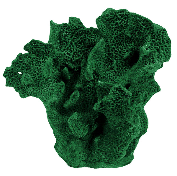 Agaricia Tenuifolia - Thin Leaf Lettuce Coral #06201