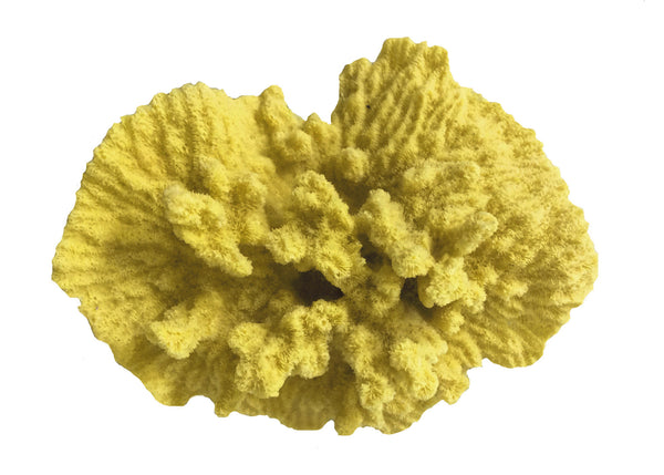 Merulina Ampliata - Ruffled Coral  #08101