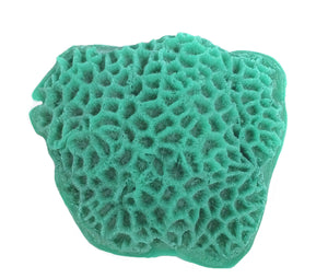Goniastrea/ Favities Flexuosa - Star Coral #09102