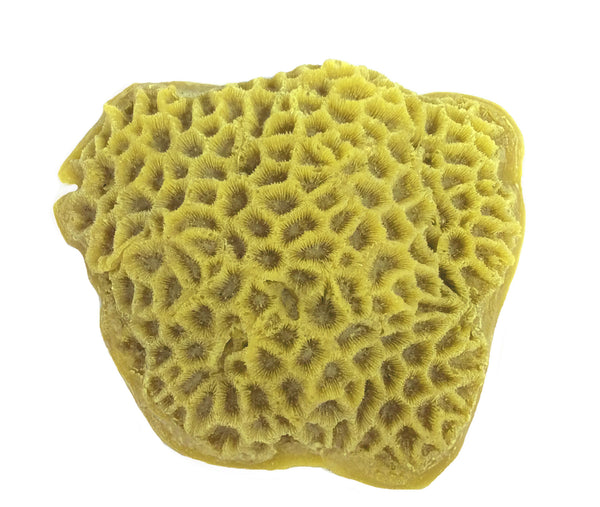 Goniastrea/ Favities Flexuosa - Star Coral #09102