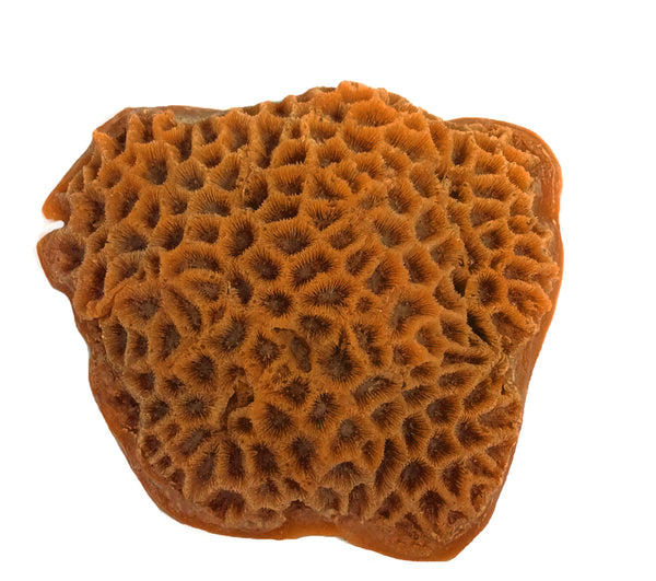 Goniastrea/ Favities Flexuosa - Star Coral #09102