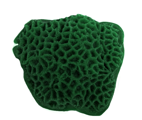 Goniastrea/ Favities Flexuosa - Star Coral #09102