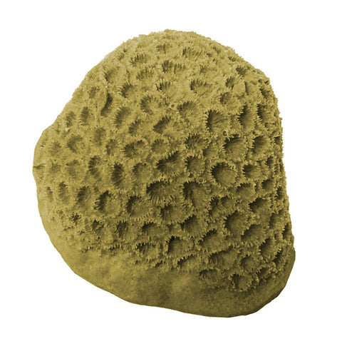 Goniastrea/Favities  - Star Coral #09103