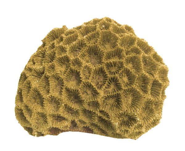 Goniastrea/Favia Columella - Star Coral #09105