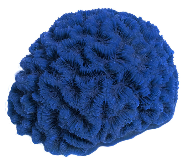 Diploria Clivosa - Open Brain Coral #10102