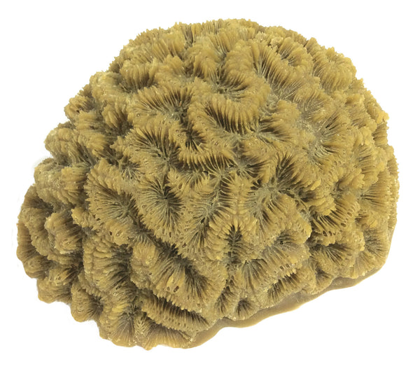 Diploria Clivosa - Open Brain Coral #10102