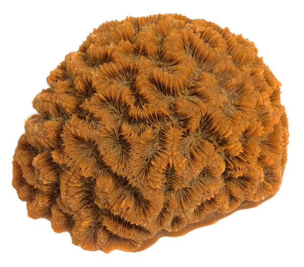 Diploria Clivosa - Open Brain Coral #10102