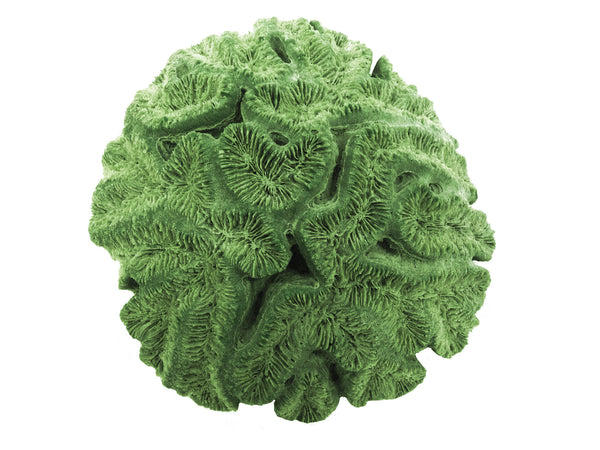 Lobophyllia Hataii - Open Brain Coral #10103