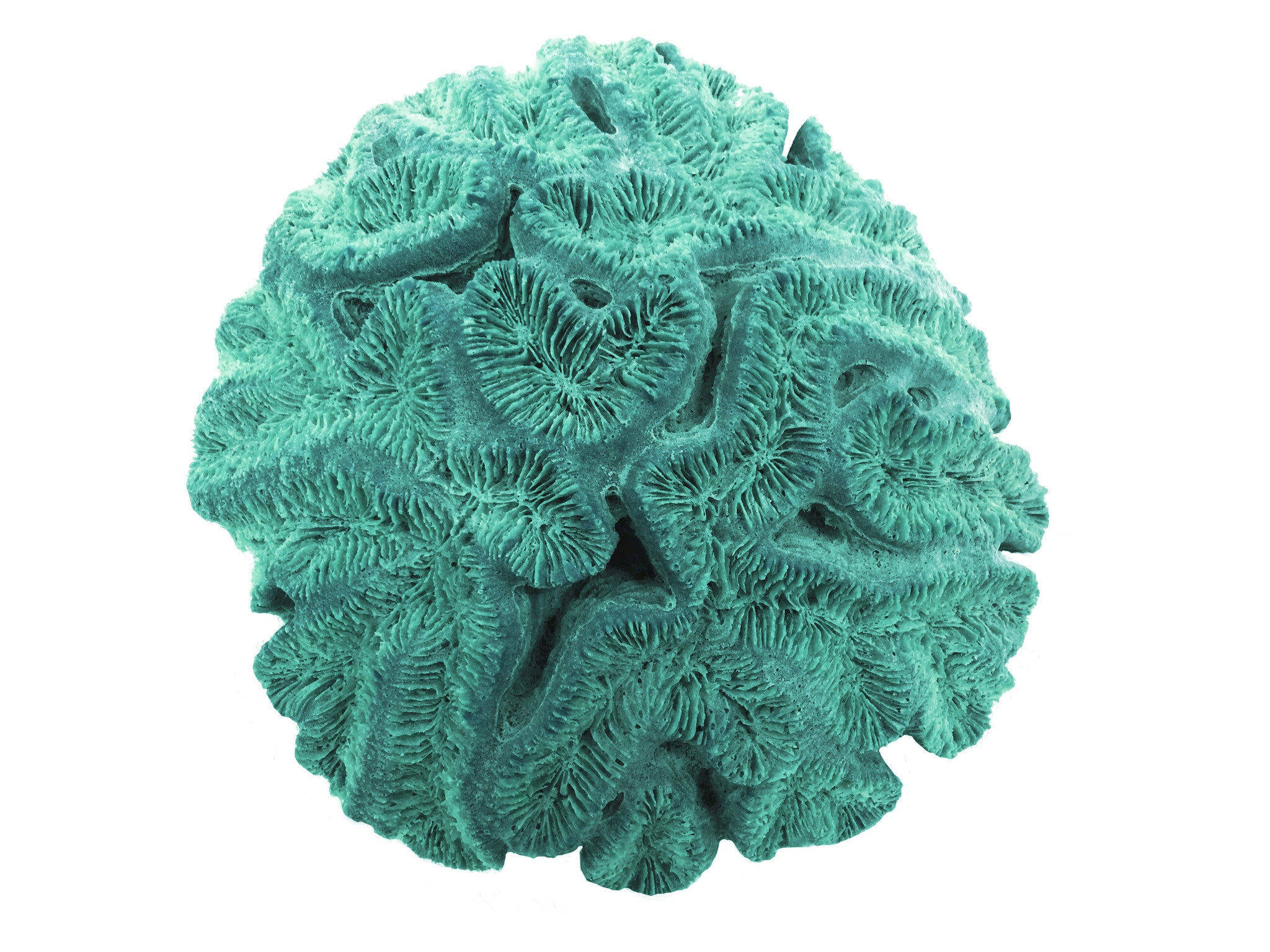 Lobophyllia Hataii - Open Brain Coral #10103 – RocknReefs Inc.