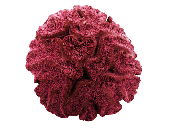 Lobophyllia Hataii - Open Brain Coral #10103