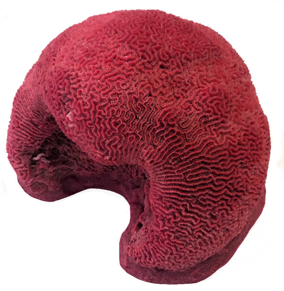 Platagyra -  Brain Coral #10104