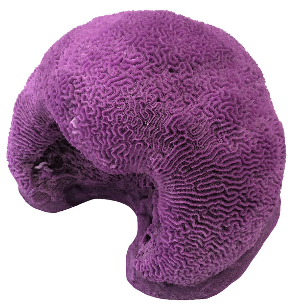 Platagyra -  Brain Coral #10104