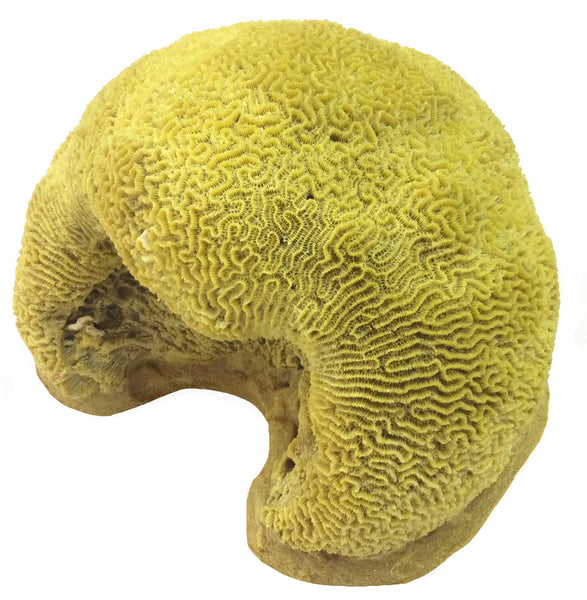 Platagyra -  Brain Coral #10104