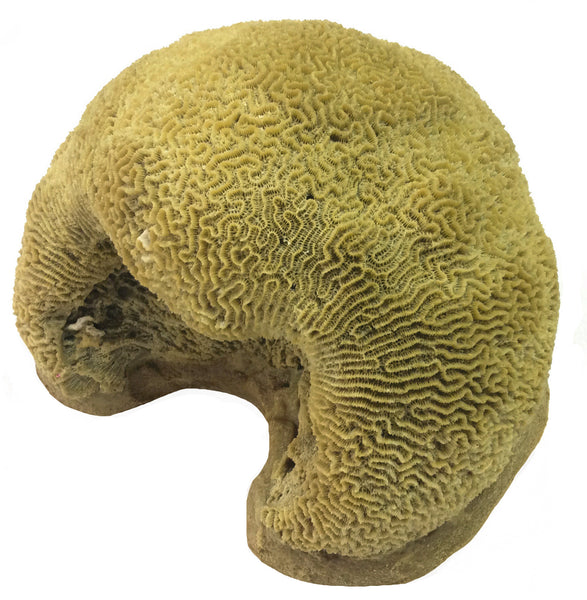 Platagyra -  Brain Coral #10104